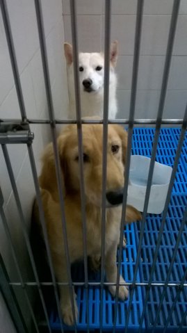 Jessie &amp; Jenny - Golden Retriever Mix Dog