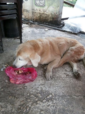 PF74531 - Golden Retriever Dog