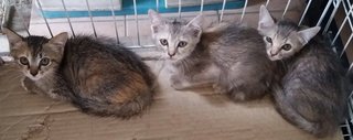 3 Lil Kitties - Oriental Short Hair Cat