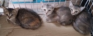 3 Lil Kitties - Oriental Short Hair Cat