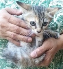 3 Lil Kitties - Oriental Short Hair Cat