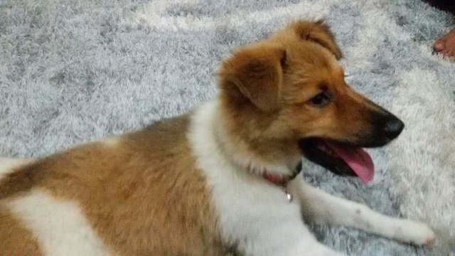 Daisy - Mixed Breed Dog