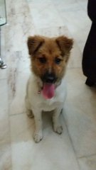 Daisy - Mixed Breed Dog