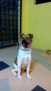 Daisy - Mixed Breed Dog