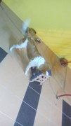 Daisy - Mixed Breed Dog
