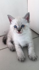 PF74541 - Siamese + British Shorthair Cat