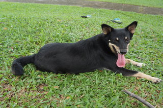 Cutie Pie - Doberman Pinscher Mix Dog