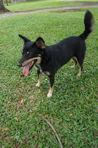 Cutie Pie - Doberman Pinscher Mix Dog