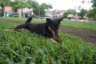 Cutie Pie - Doberman Pinscher Mix Dog