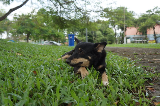 Cutie Pie - Doberman Pinscher Mix Dog