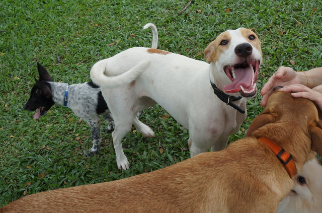 Happy - Mixed Breed Dog