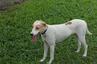 Happy - Mixed Breed Dog