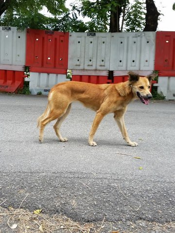 Fluffy Tail - Mixed Breed Dog