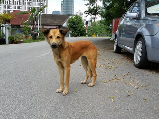 Fluffy Tail - Mixed Breed Dog