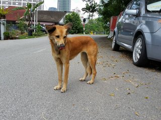 Fluffy Tail - Mixed Breed Dog