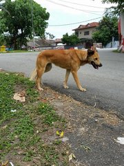 Fluffy Tail - Mixed Breed Dog