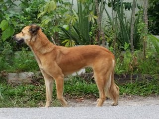 Fluffy Tail - Mixed Breed Dog