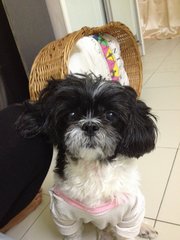 Furby - Shih Tzu Dog