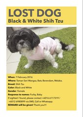 Furby - Shih Tzu Dog