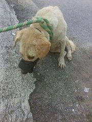 Day 1: When rescued. She had to be muzzled as she was in a lot of pain, to prevent any snapping.