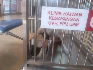 At the UPM hospital, awaiting her turn to see the vet.