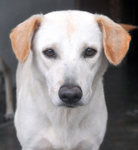 ♥ Snow White ♥ - Labrador Retriever Mix Dog