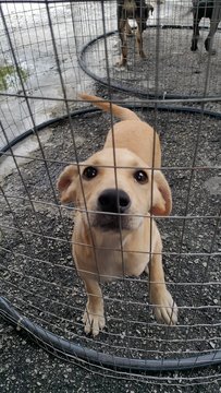 Lala Girl - Mixed Breed Dog