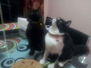 Black - Domestic Long Hair Cat