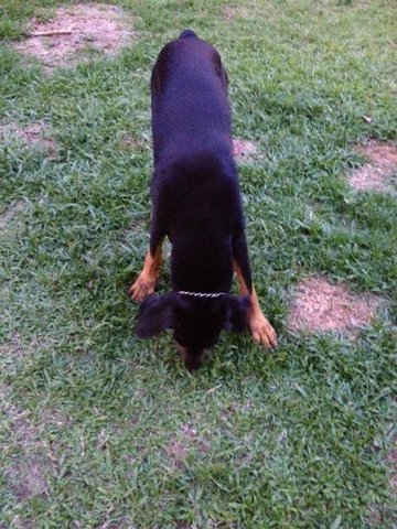 Tiger - Doberman Pinscher Dog