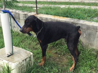 Tiger - Doberman Pinscher Dog