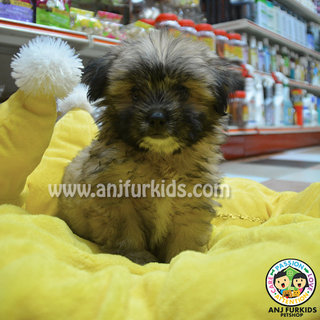 Adorable Shih Tzu Mix Pomeranian Pu - Pomeranian + Shih Tzu Dog