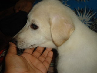 Cello - Labrador Retriever Mix Dog