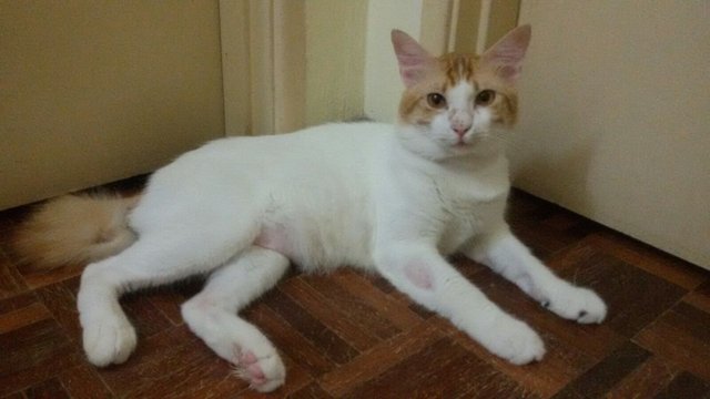 London - Turkish Van Cat