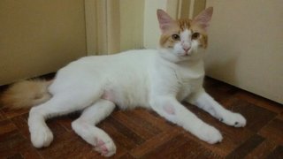 London - Turkish Van Cat