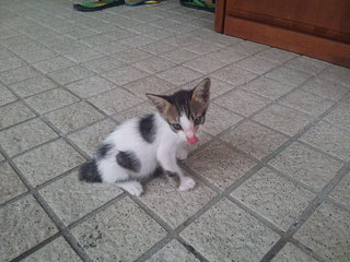 Cherry And Her Three Kittens - Domestic Short Hair Cat