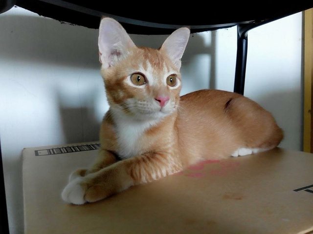 Cute Orange Kitten  - Domestic Short Hair Cat