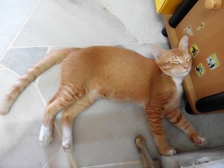 Cute Orange Kitten  - Domestic Short Hair Cat