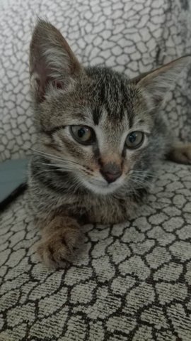 Babytommy  - Tabby Cat