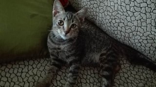 Babytommy  - Tabby Cat