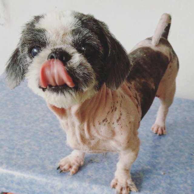 Shih Tzu - Shih Tzu Dog