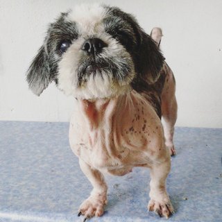 Shih Tzu - Shih Tzu Dog