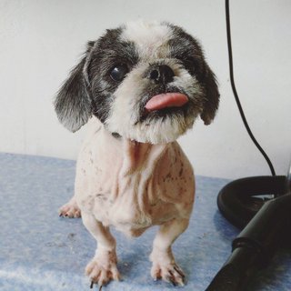 Shih Tzu - Shih Tzu Dog