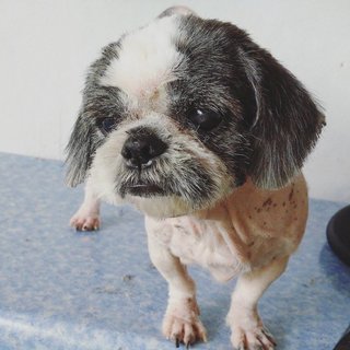 Shih Tzu - Shih Tzu Dog