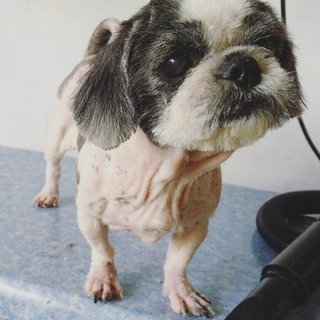 Shih Tzu - Shih Tzu Dog