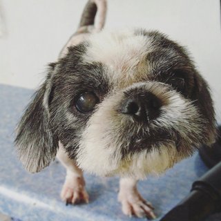 Shih Tzu - Shih Tzu Dog