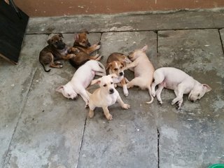 Puppy Squad!  - Mixed Breed Dog