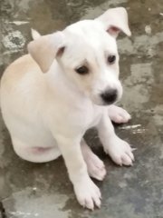 Puppy Squad!  - Mixed Breed Dog