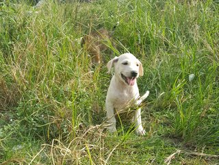 Puppy Squad!  - Mixed Breed Dog