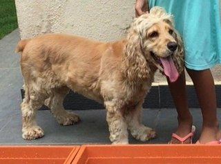 Goldie - English Cocker Spaniel Dog