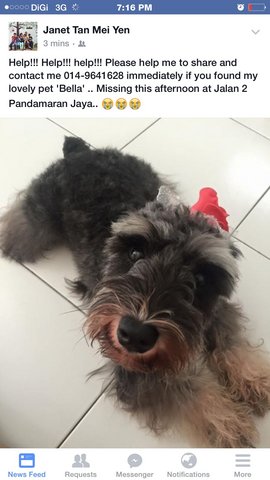 Bella - Schnauzer Dog